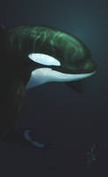 Orca Speedpaint