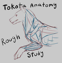 Tokota Anatomy study