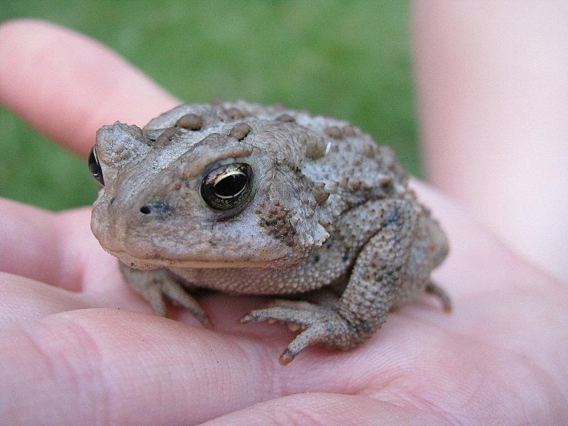 American Toad