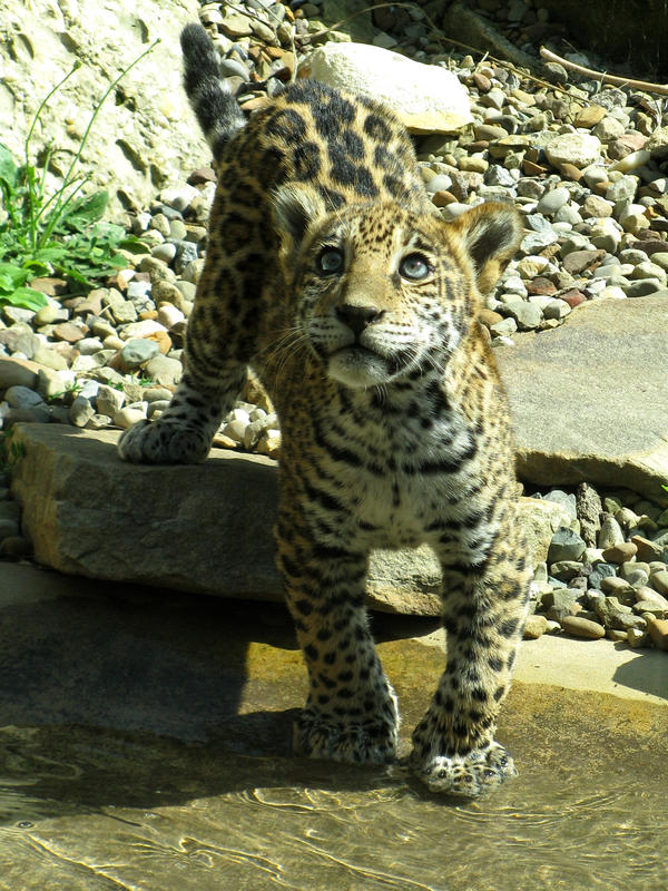 Baby Jaguar