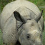 Indian Rhino 2