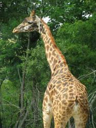 Giraffe 3