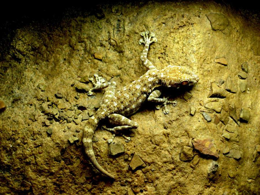 Gecko 1