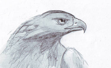 Sketch: Eagle