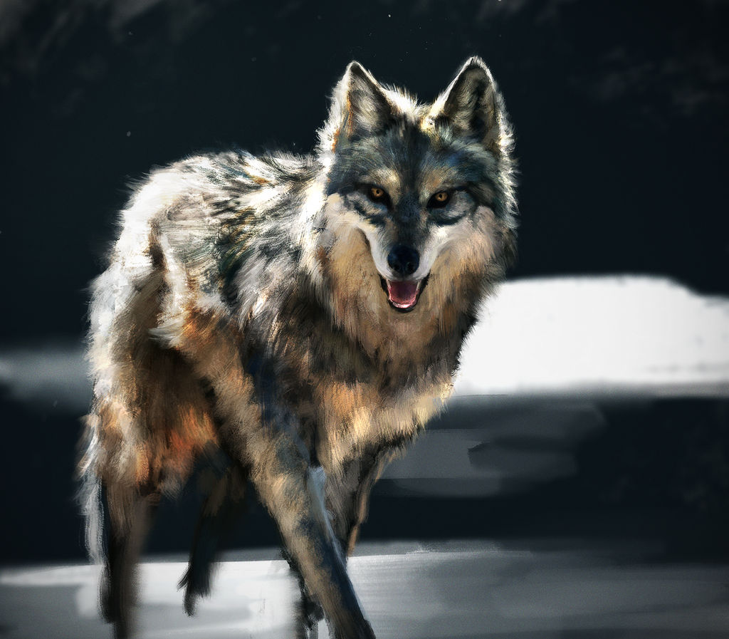 Wolf photo study