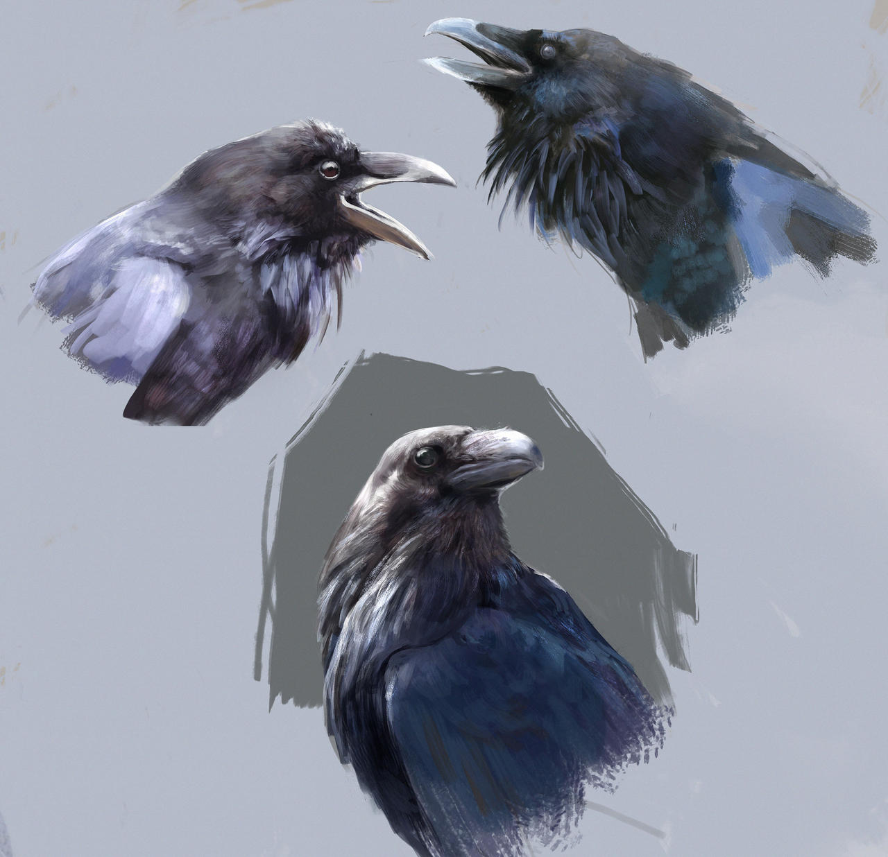 Raven studies by juholaitila on DeviantArt