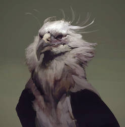 Bird portrait