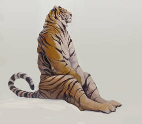 Tiger sitting