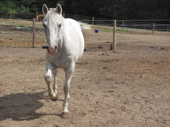 grey horse stock three