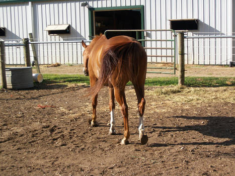 chestnut quarter horse one