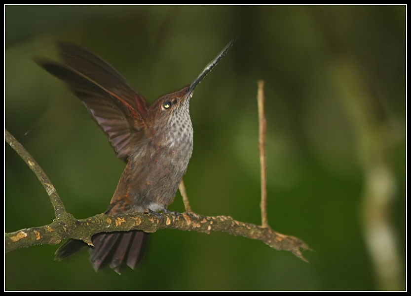 Speckled Hummingbird