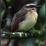 The golden-crowned flycatcher