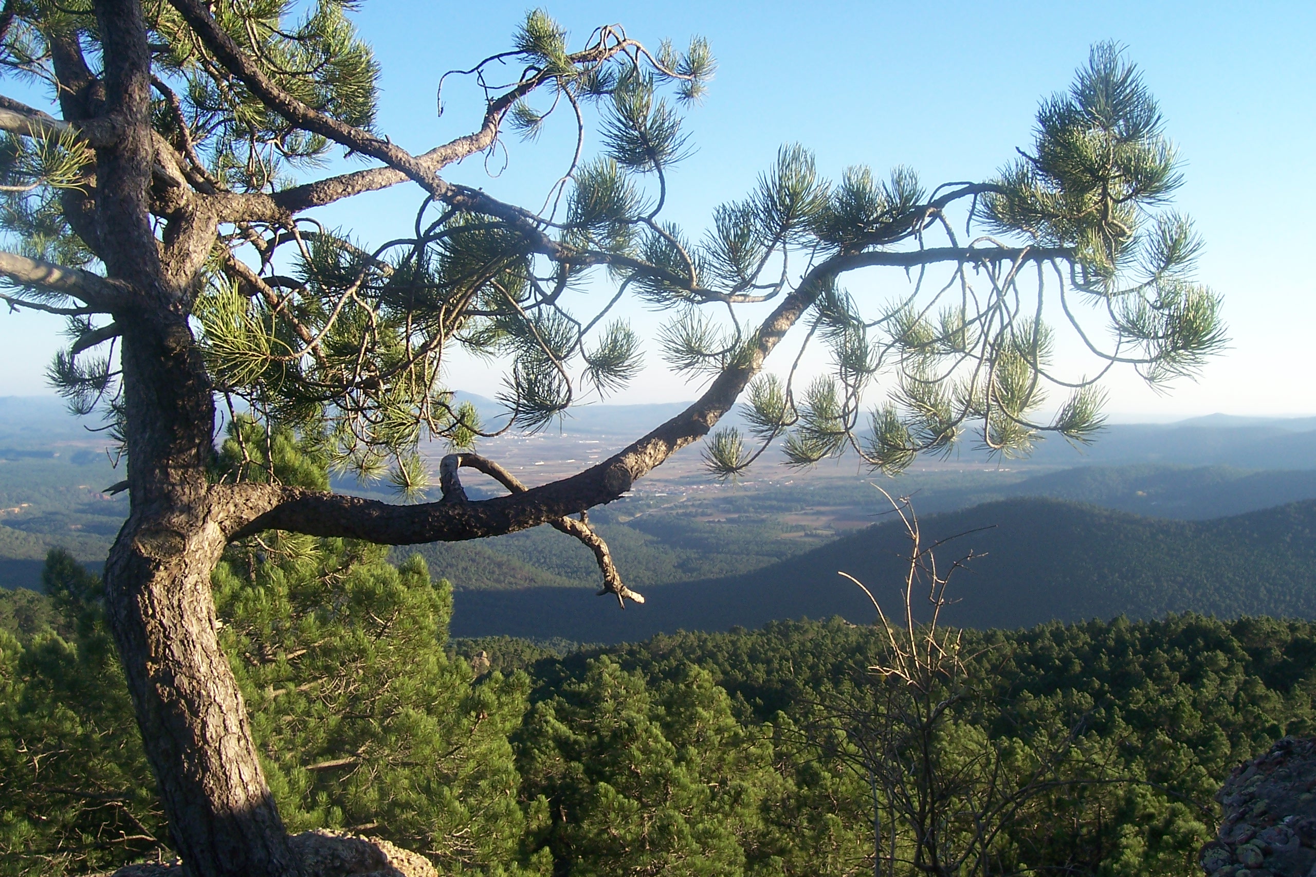 Tree landscape