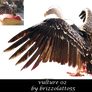 Vulture 02