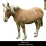 Horse 00