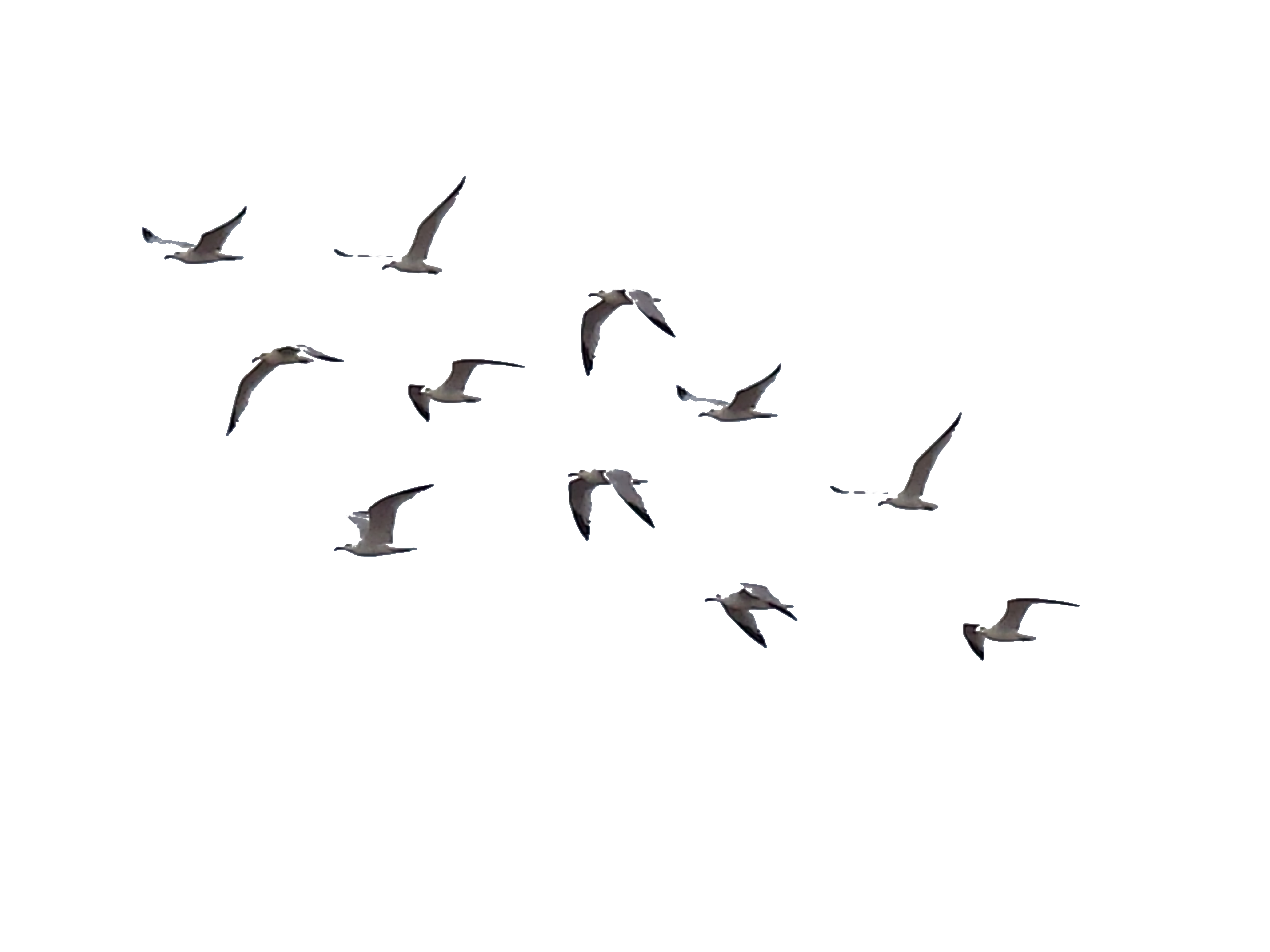 Birds Stock 01