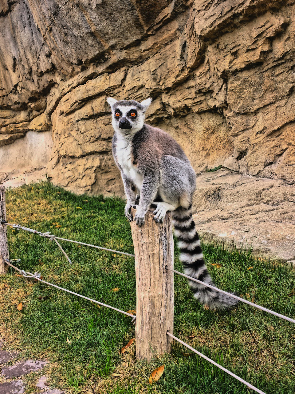 Bioparc Valencia 09