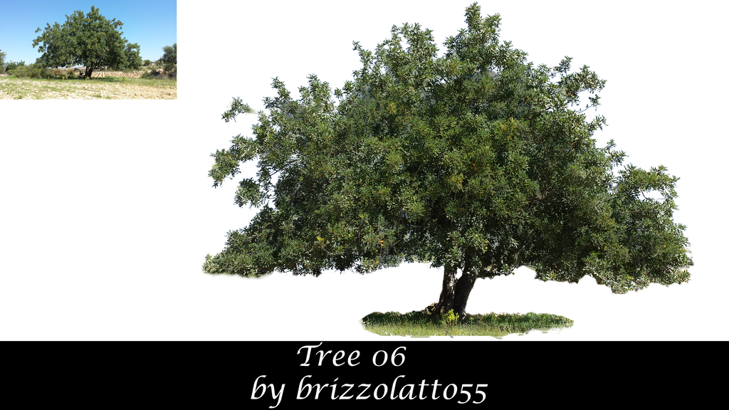 Tree 06 by Brizzolatto55 on DeviantArt