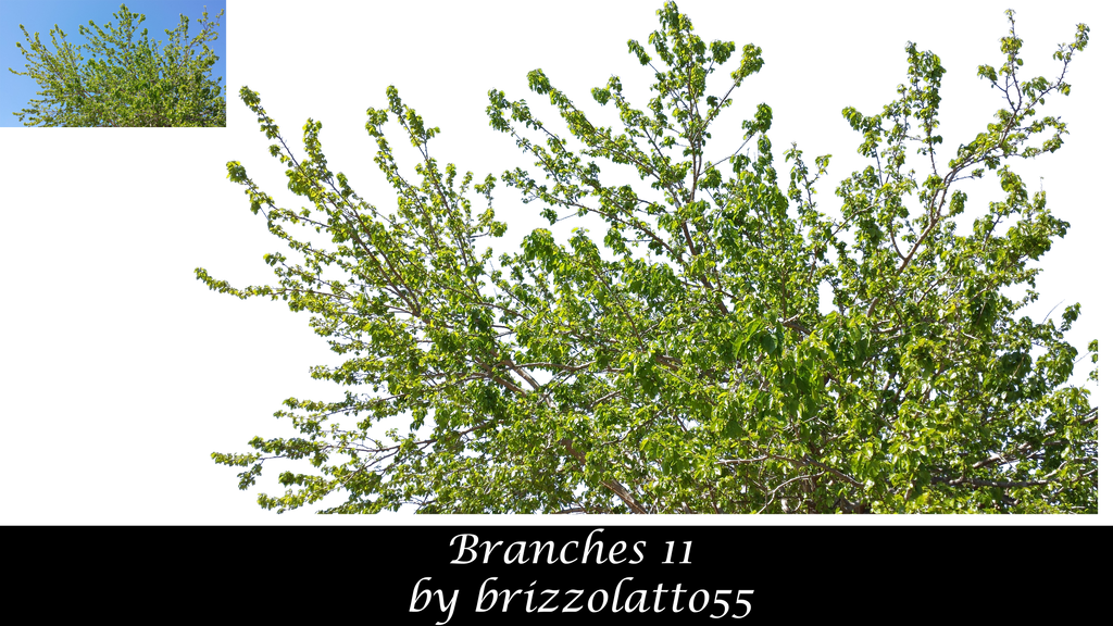 Branches 11