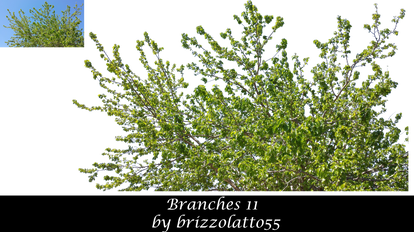 Branches 11