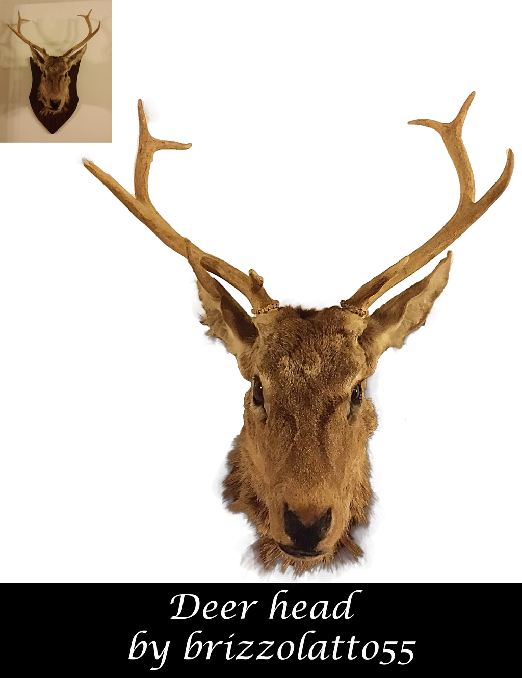 Deer head