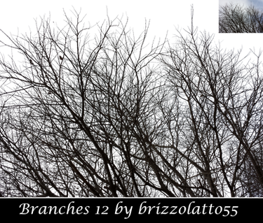 Branches 12