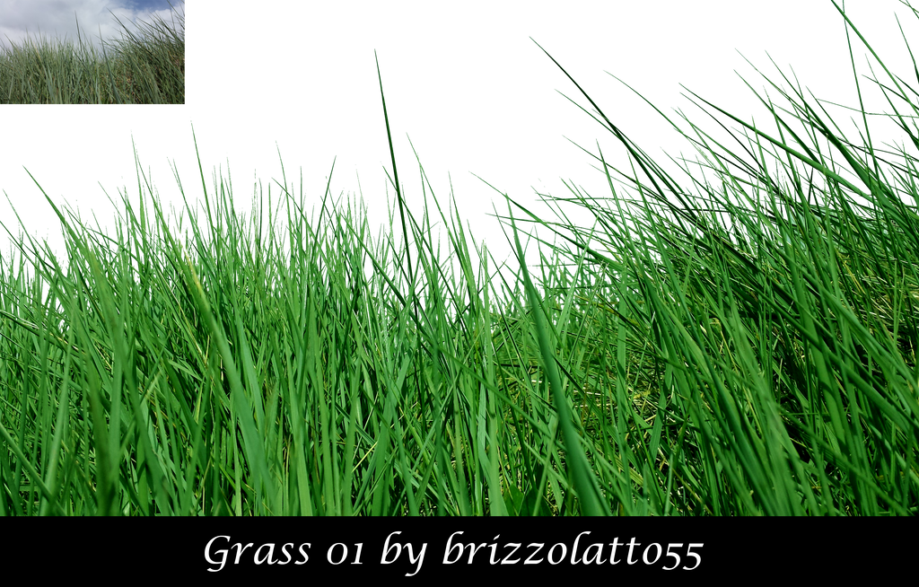 Grass 01