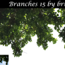 Branches 15