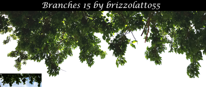 Branches 15