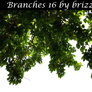 Branches 16