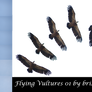 Flying Vultures 01