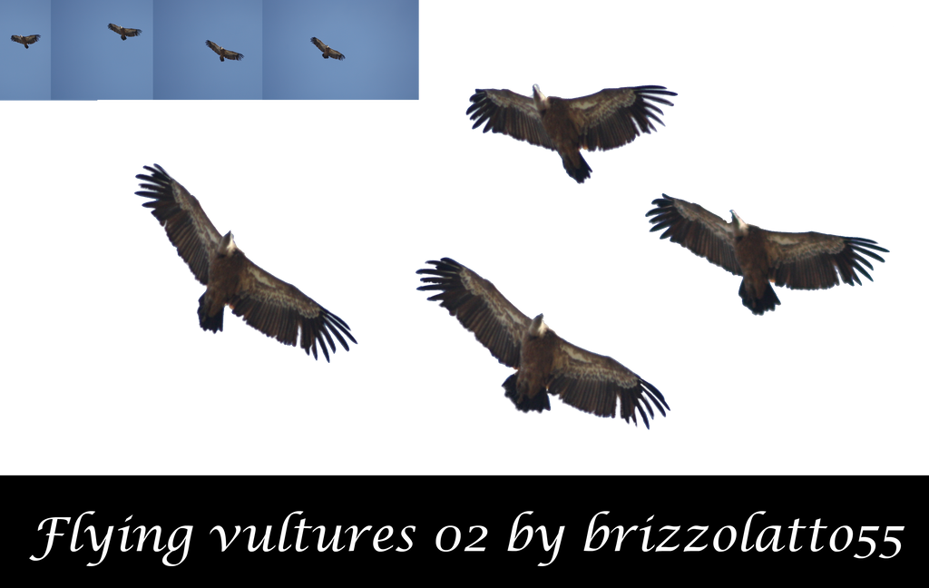 Flying Vultures 02