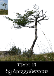 Tree 14