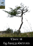Tree 14
