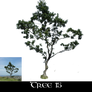 Tree 15
