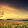 flower field III