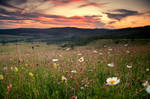 flower field V by iustyn