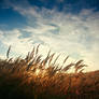 breath of wind