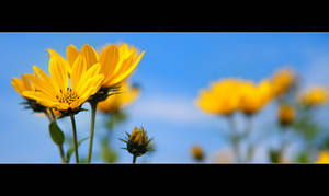 yellow flowers