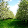 Orchard