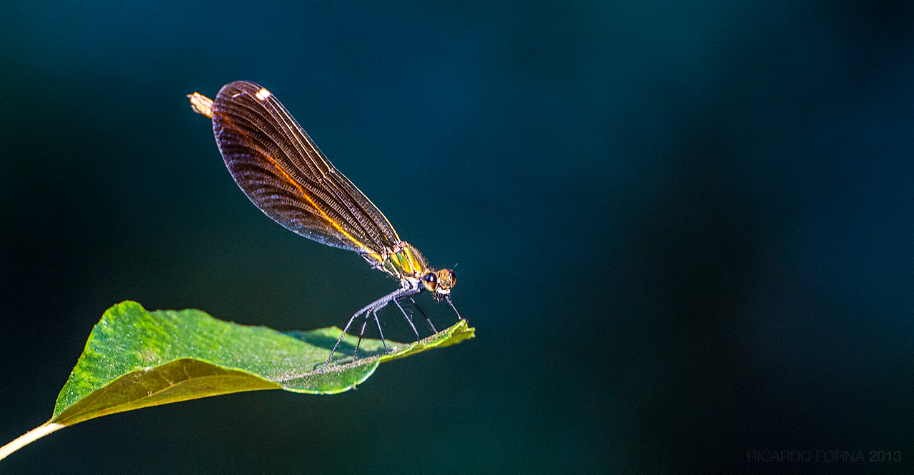 Golden Damselfy