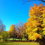 Autumn Trees