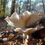 autumnal fruit