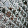 frozen