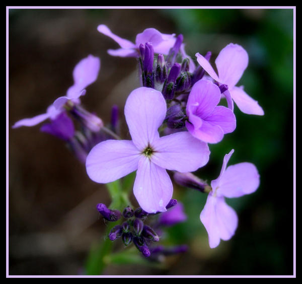 Purple Flowers