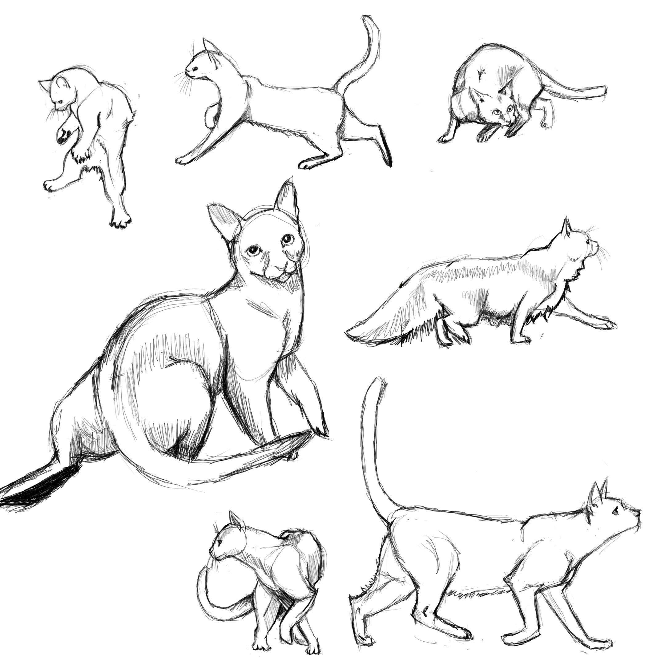 Dynamic Poses Cats