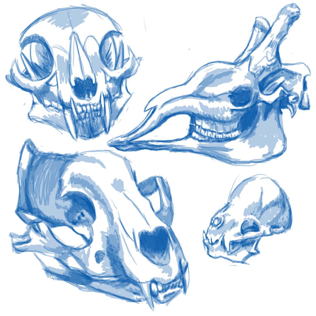 Skull study:1