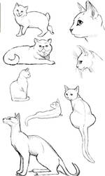 Cat Poses: Study 2 by FlameFoxe