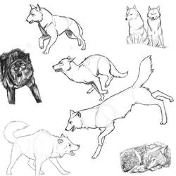 Wolf Poses: Study 1