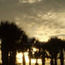 Pensacola Palms